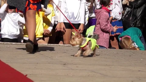 Dog in interesting clothes. At the dog show. Goes on the runway, next to the hos Stock Footage 100601072