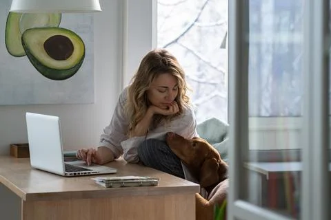 Dog interferes and asks for attention, distracting the owner from working at the Stock Photos