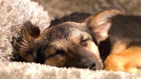 Dog interrupted from dreaming Stock Footage 102111158