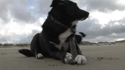 Dog Interrupted Stock Footage 7727994