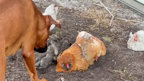 Dog interrupts chickens taking a dust bath Stock Footage 270323210