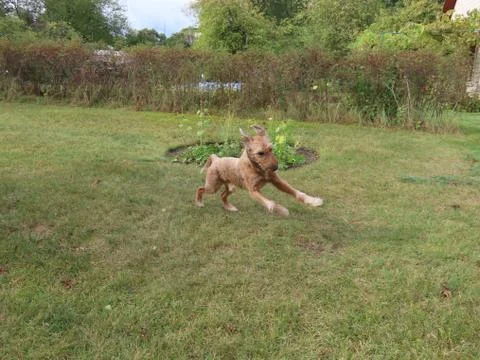 Dog inviting to play Stock Photos