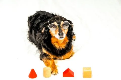 Dog IQ Test Stock Photos