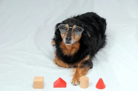 Dog IQ Test 写真素材