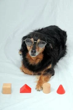 Dog IQ Test Stock Photos