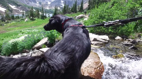 Dog at Isabelle Glacier Stock-Footage 66884584