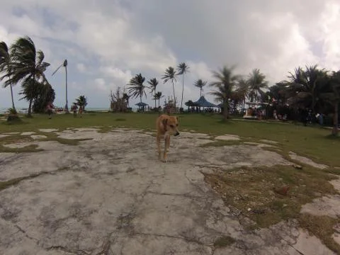 Dog on an island Stock Photos
