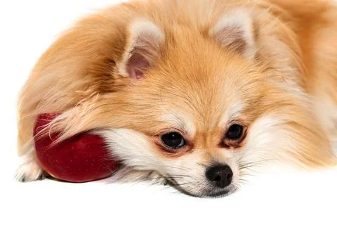 The dog isolate. Pomeranian with an apple on a white background. Dog food Stock Photos