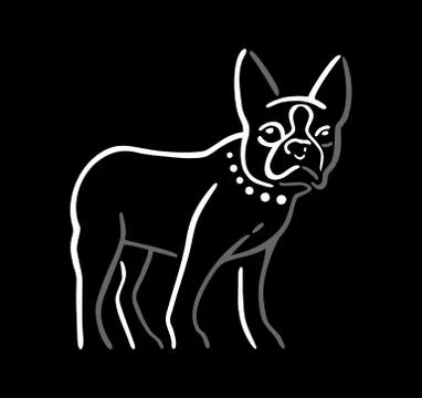 Dog isolated on black background. 库存插图