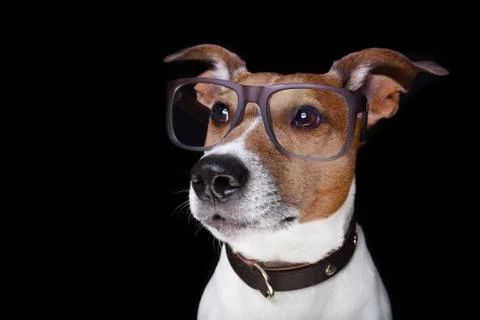 Dog isolated on black Stock-Fotos