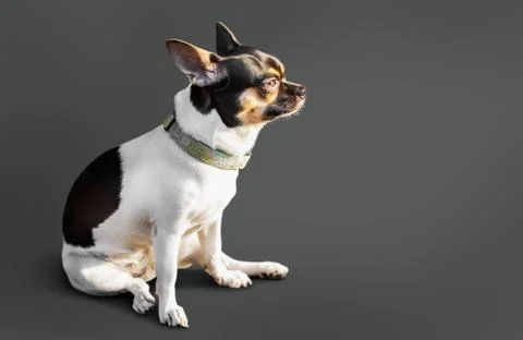 Dog isolated on grey Stock Photos