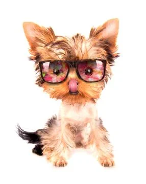 Dog isolated Stock Photos