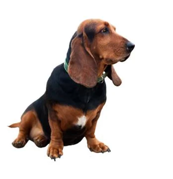 Dog isolated on a white background Stock Photos
