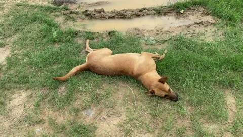 Dog itching in grass on the ground Stock Footage 158942115
