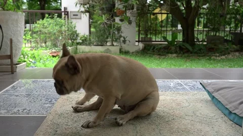 Dog itching its bottom on carpet outdoor. 스톡 동영상 249651120