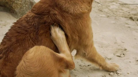 Dog itching itself in slow motion close up Stock Footage 63178260