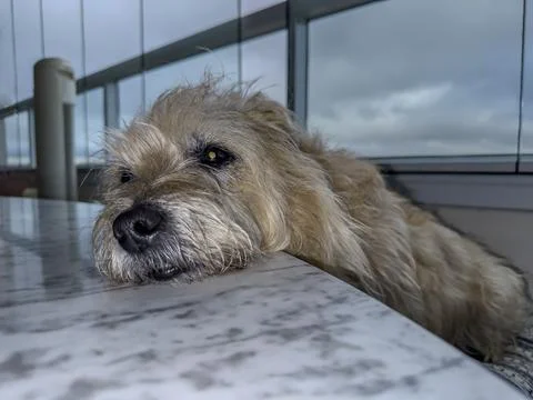 Dog with its head resting on a table. Stock Photos