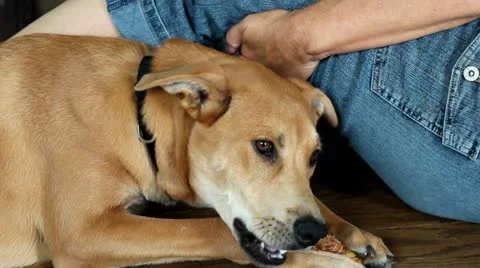 Dog with its master 動画素材 12234233