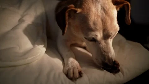 Dog Jack is lying in white bed and licking its paws Vídeo Stock 317178432