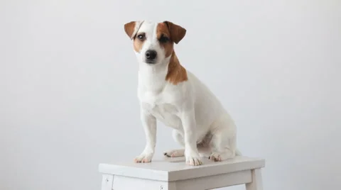 Dog. Jack Russel Terrier Stock Footage 62548416
