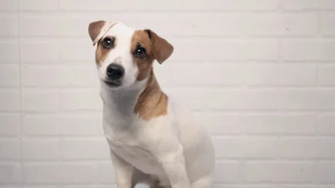 Dog. Jack Russel Terrier Stock Footage 77148204