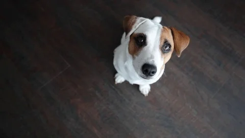 Dog. Jack Russel Terrier Stock Footage 77519400