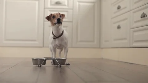 Dog Jack Russell Eats From a Bowl in the Kitchen Stock Footage 73510270