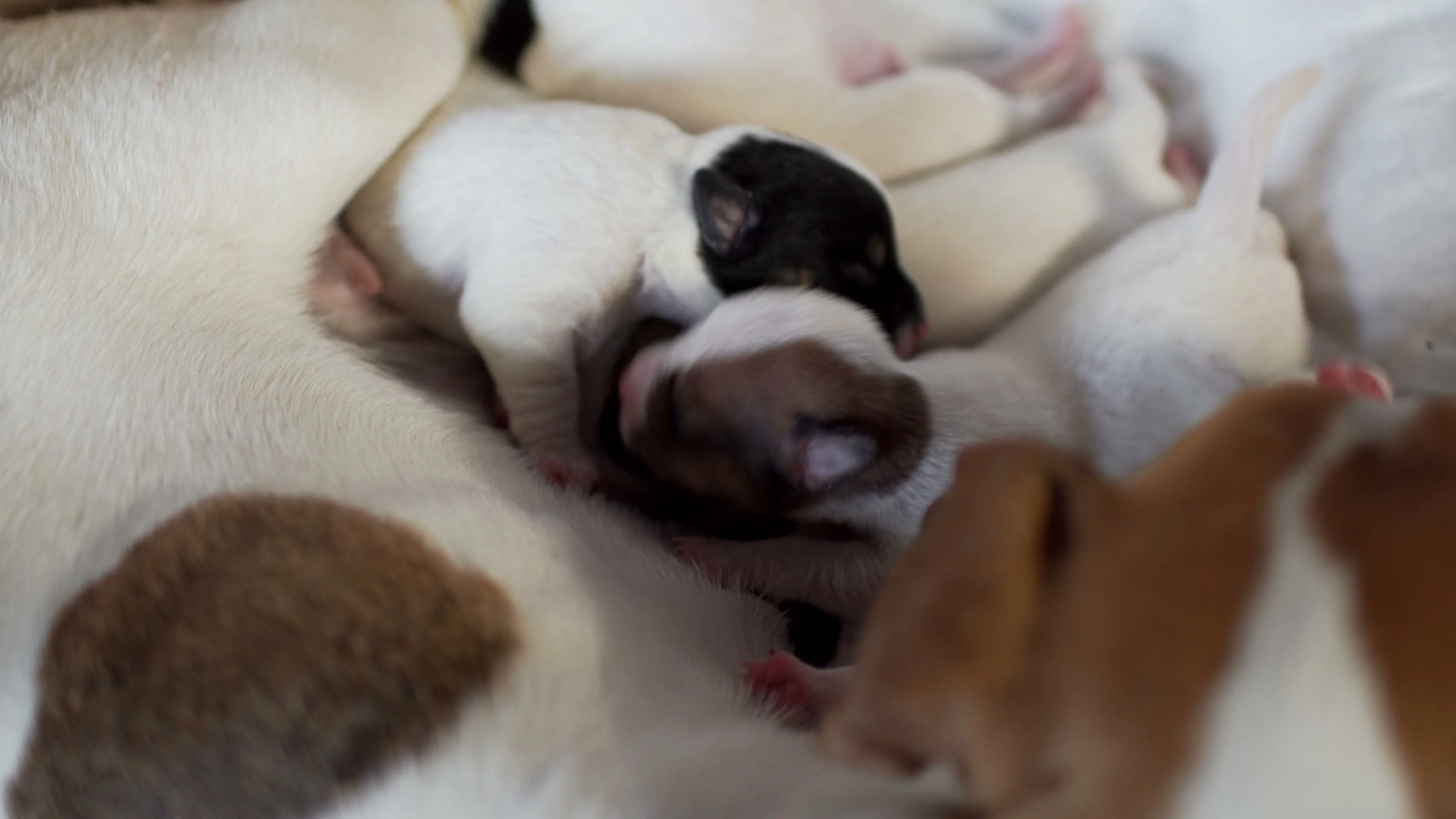 Dog Jack Russell Mom Feeds Her Newborn Puppies With Milk Footage