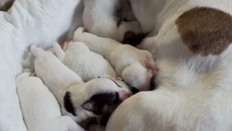 Dog Jack Russell mom feeds her newborn puppies with milk 動画素材 89924810