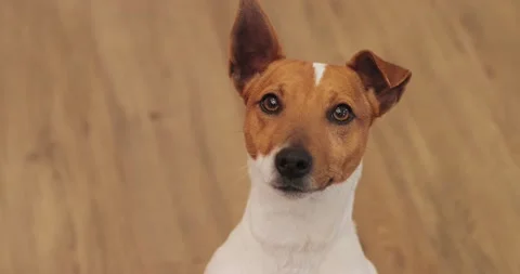 Dog jack russell stands two legs looks at the camera in the house on the parquet Stock Footage 172416678