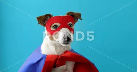 Dog jack russell super hero costume Stock Photos