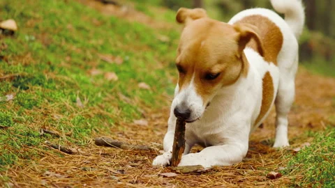 Dog jack russell terrier eats branch in the autumn forest Stock Footage 142901101