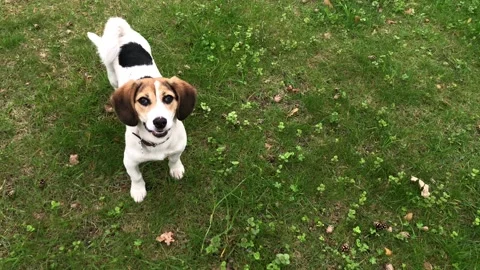 Dog Jack Russell Terrier  Stock Footage 107734227