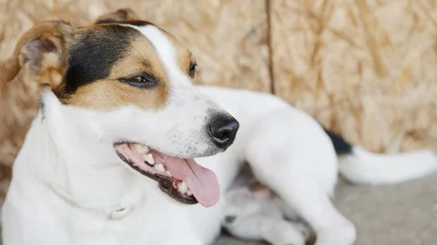 Dog jack russell terrier in the grass Stock-Footage 89551702