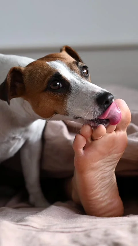 Dog Lick Feet Stock Videos – Royalty-Free HD & 4K Videos