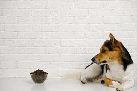 Dog Jack Russell Terrier is lying against a white brick wall looking at dog f Stock Photos