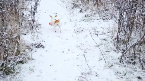 Dog Jack Russell Terrier running after a ball on a snowy path in the park. Stock Footage 166266820