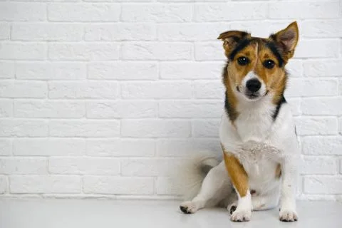 Dog Jack Russell Terrier sits on a background of a white brick wall Stock Photos