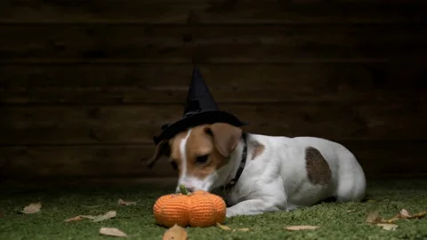 Dog Jack Russell Terrier In Witch Costume For Halloween Holiday Stock Footage 116185054
