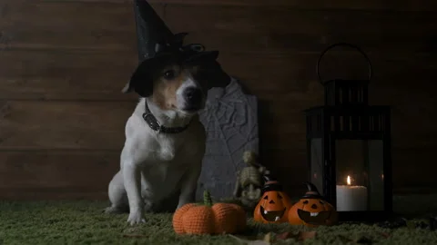 Dog Jack Russell Terrier In Witch Costume For Halloween Holiday Stock Footage 116194571