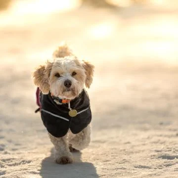 Dog with jacket Stock Photos
