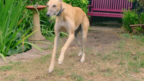 Dog jogs past camera with a ball Stock-Footage 314223809