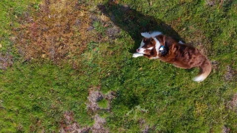 The Dog Joyfully Runs and Leaps Across the Grassy Path Stock Footage 339587268