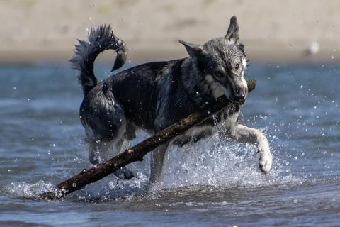 Dog joyfully splashes in water while retrieving a stick on a sunny day at t.. Stock Photos