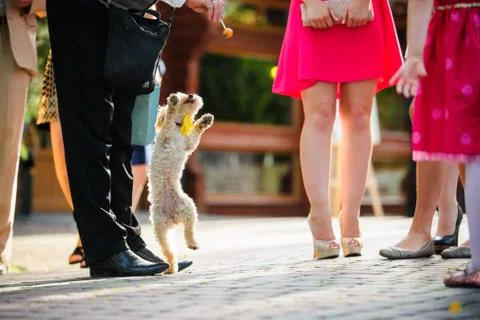Dog jump for the candy Stock Photos