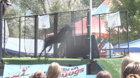 Dog Jump Stock Footage 27815140