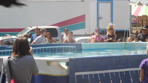 Dog Jump Stock Footage 27815321