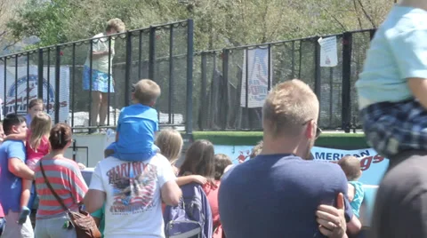 Dog Jump Stock Footage 27815436