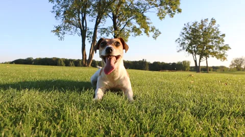 Dog jump Vídeo Stock 45864061