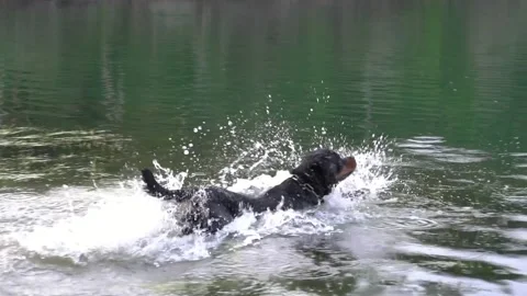 Dog jump into lake with a splash and swim on a sunny day. Stock Footage
